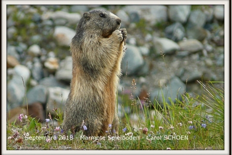 09_2018_MarmotteauSpielboden_Carol Schoen