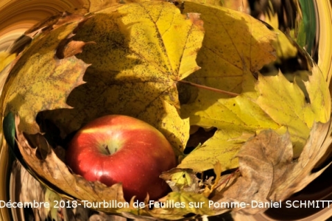 12_2018-FeuillesAutourDunePomme Daniel SCHMITT