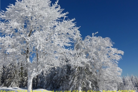 2019_02_Arbre _Givré_Robert Spiegel