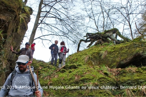 2019_04_Mygale-Géante_BernardDur.jpg