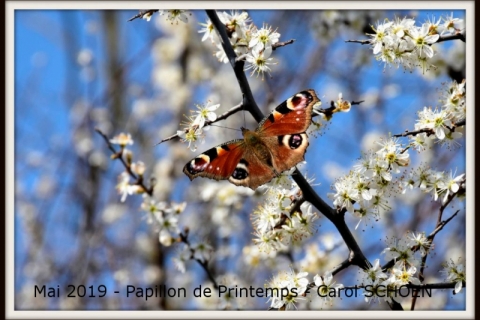 2019_05_Papillon_Carol-Schoen