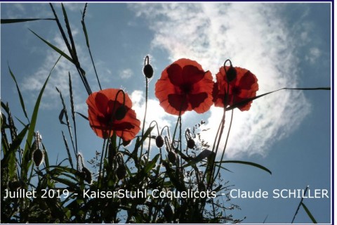 2019_07_KaiserStuhl_Coquelicots_ClaudeSCHILLER