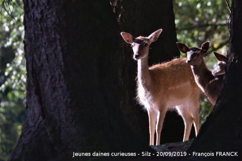 2019_10_Daines-Curieuses_Francois-FRANCK