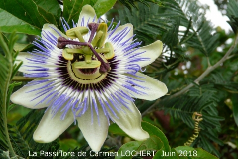 CarmenLOCHERT0618
