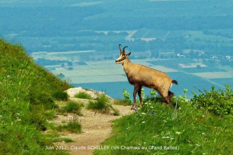 Chamois_grand_ballon1