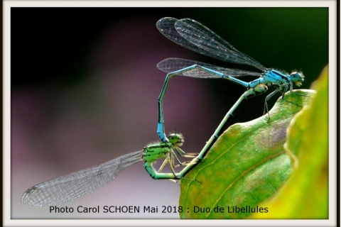 Libellules