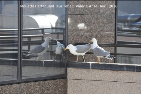 ValerieAnsel0418