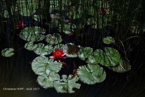 christiane_hopp_17_jardin-2-rives