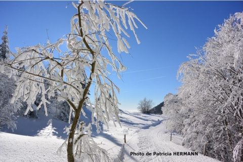 patricia_hermann_15_02haag