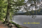 corbeaux14