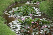 milleetangs28