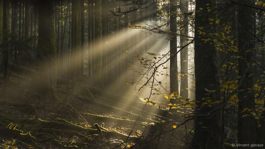 Soleil en forêt au lac de pierre percée